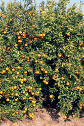 ARTTEC Mandarinka bio (Citrus reticulata), Mandarínka