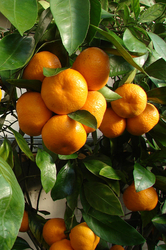 ARTTEC Pomerančovník sladký bio (Citrus sinensis), Pomarančovník sladký