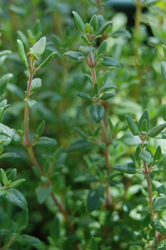 ARTTEC Tymián linalol (Thymus vulgaris linaloriferum)