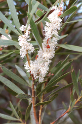 ARTTEC Eukalyptus - blahovičník mátový (Eucalyptus dives), eukalyptus mätový (NAT00045)