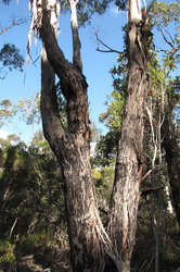 ARTTEC Eukalyptus - blahovičník mátový (Eucalyptus dives), eukalyptus mätový