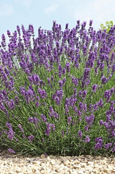 ARTTEC Levandule aspic (Lavandula latifolia)