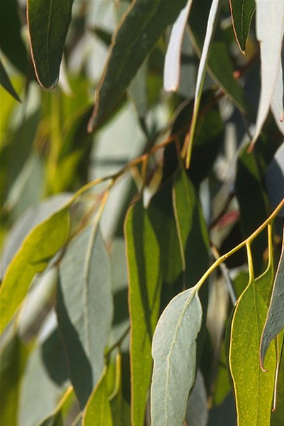 ARTTEC Blahovičník kulatoplodý bio (Eucalyptus globulus), Eukalyptus guĺatoplodý