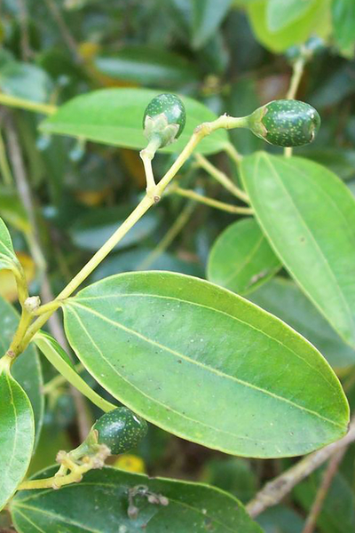 ARTTEC Skořicovník cejlonský kůra bio (Cinnamomum verum), Škoricovník cejlónsky