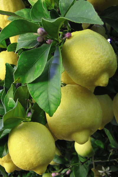 ARTTEC Žlutý citron bio (Citrus limonum)